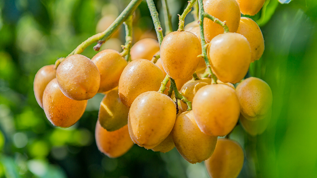 海口附近的荔枝采摘园有地过夜吗,海口周边采摘荔枝一日游最佳地点