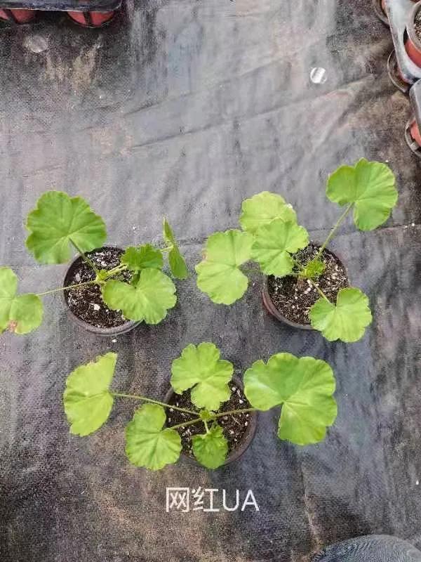 阳台天竺葵容易爆花品种,天竺葵最能开花的品种