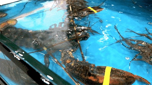 吃不太新鲜的大龙虾,南宁哪里有波士顿大龙虾