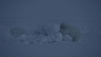 夜半*拍偷**下,成就今年第一部神级纪录片:黑暗下的生命,超乎想象