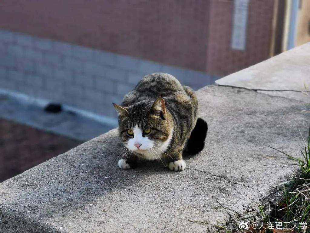 211学霸和985学霸,普通211逆袭北大