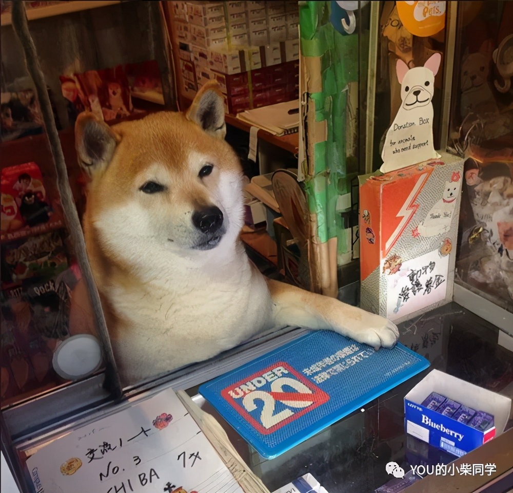 想买柴犬怎么才比较靠谱,购买柴犬有哪些坑如何避免