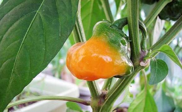 世界最辣辣椒1600万,世界最辣的辣椒排名视频