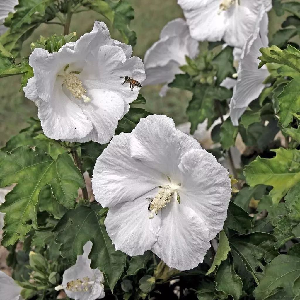 木槿花颜色有哪些,木槿花有哪些颜色
