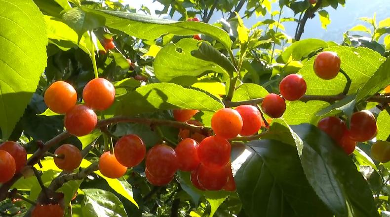 攀枝花樱桃将上市,攀枝花樱桃几月份上市