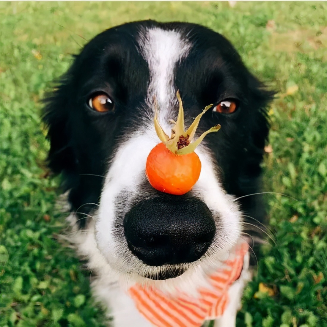 哪些犬种遗传病少,拉布拉多犬遗传病