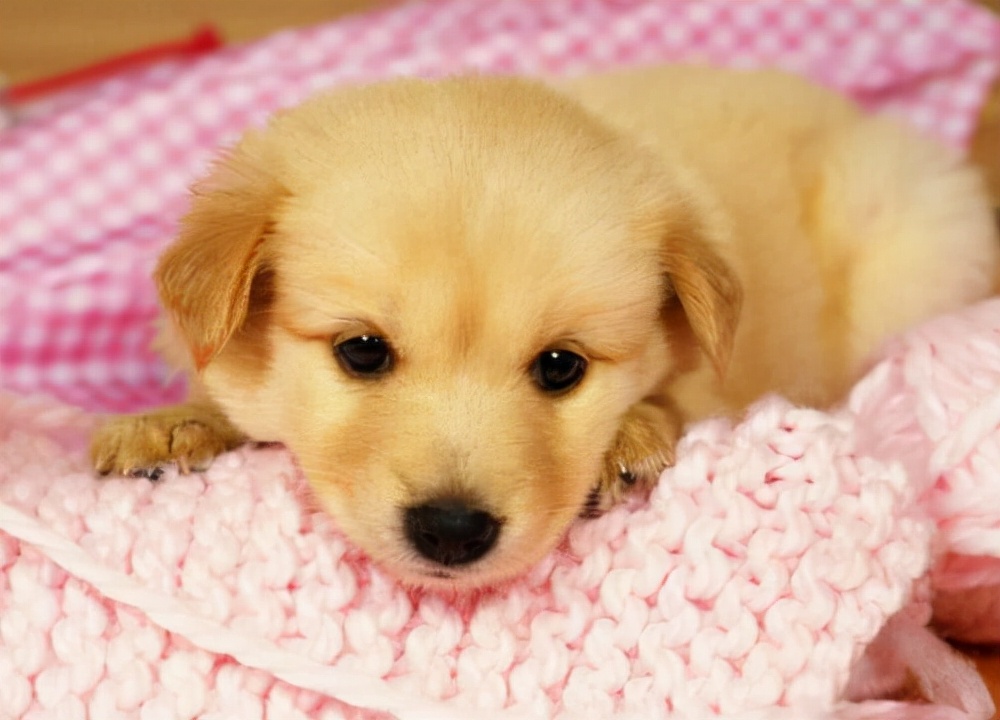 狗消化不良呕吐怎么办,狗突然拉肚子吐怎么回事