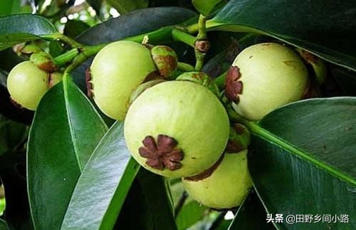 山竹种植方法全过程,山竹栽培技术要点有哪些