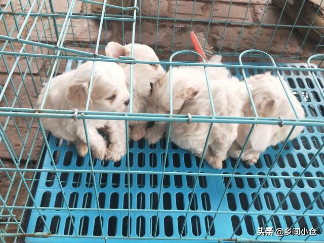 真正的狗市品种,哪里的狗市便宜品种又好种类又多