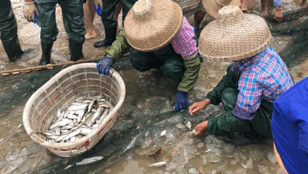 吴阳拉大网后续,吴阳直播海鲜