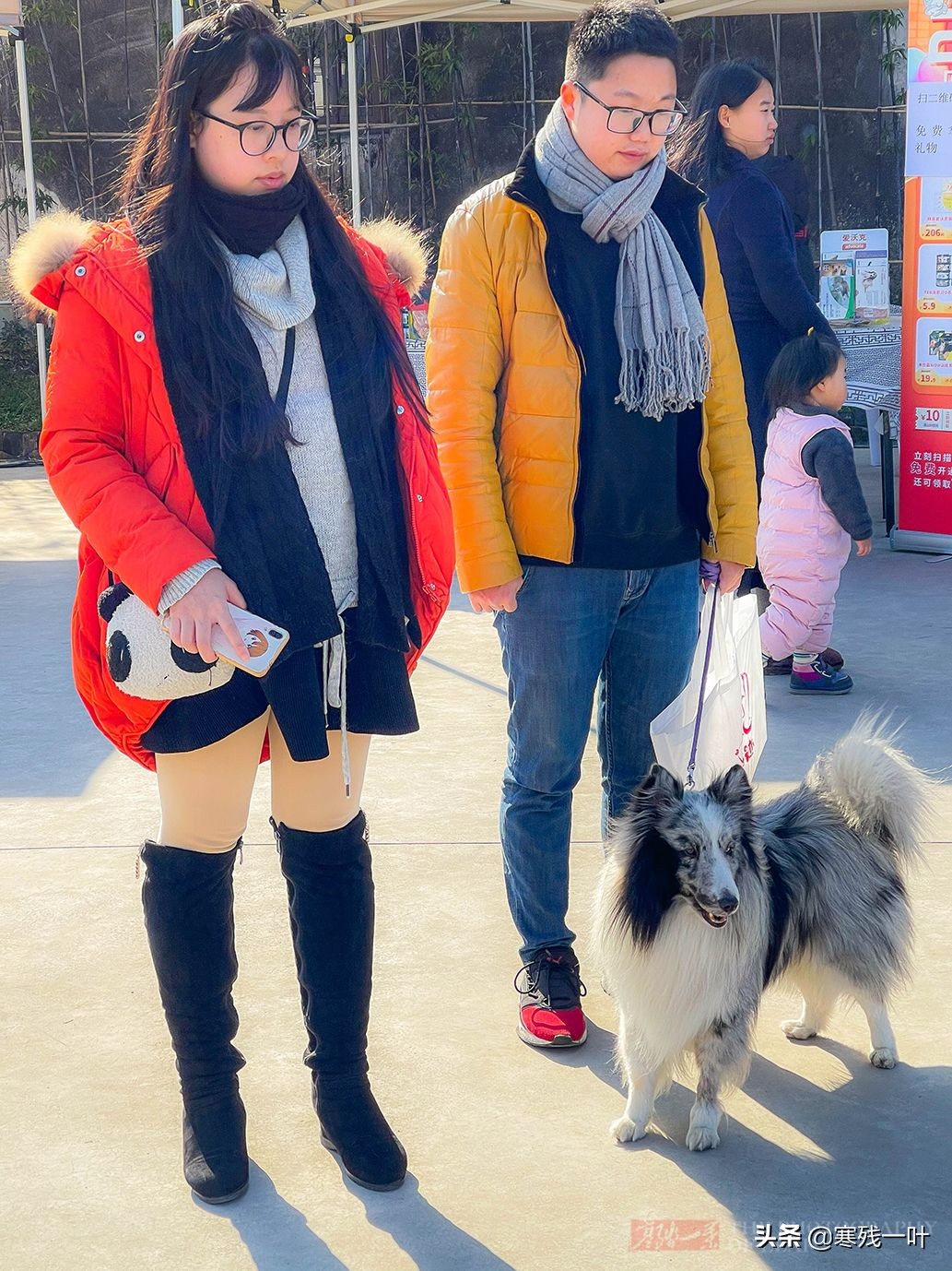 千年古镇的狗选美大赛,千年古镇一场狗狗大赛