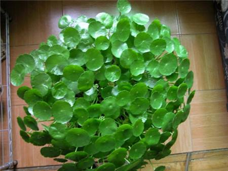 铜钱草是不是养得越好财运越旺,叶片圆圆的绿植