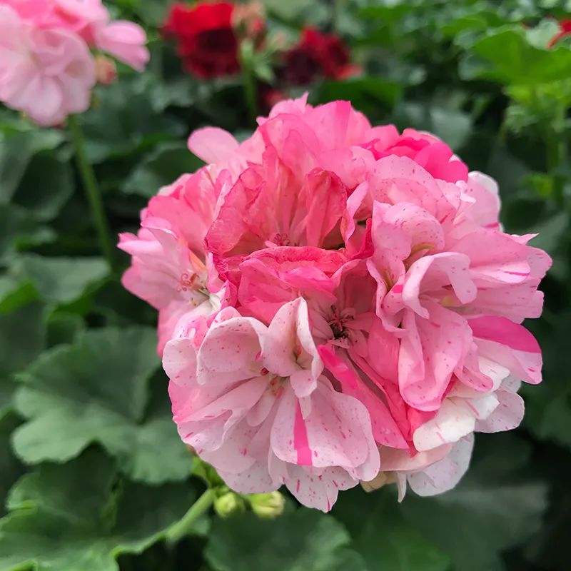 这种花别乱浇水水越多越不开花,这种花不怕冷好养易活