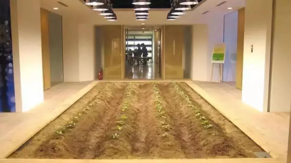 办公室里也能开挖掘机,办公室可以种葡萄