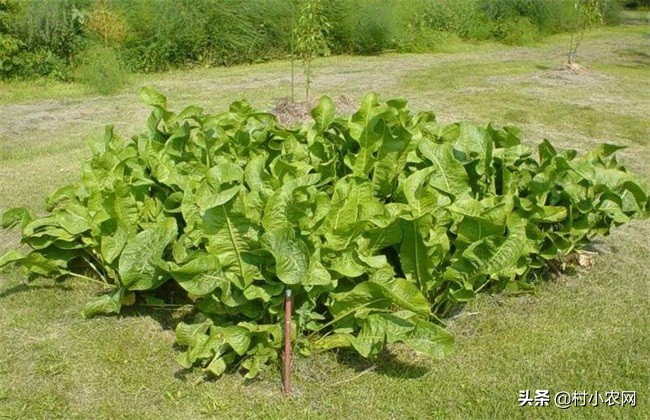 辣根怎么种,辣根是怎么种植的视频教程