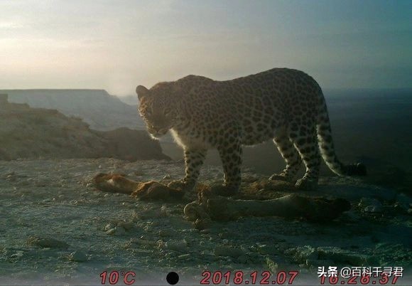 美洲豹是最强大的猫科,最凶猛的猫科动物美洲豹