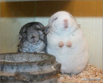 龙猫是仓鼠,龙猫是真的动物吗