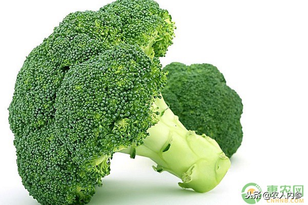 14日菜蛋肉价格