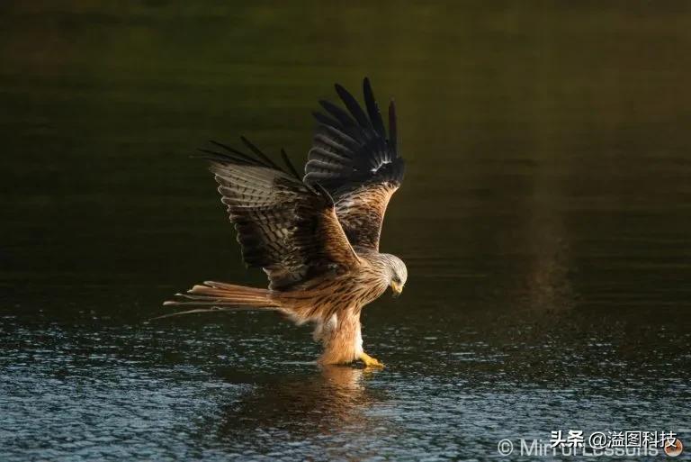 微单拍鸟最好的相机,微单拍人像哪款相机好