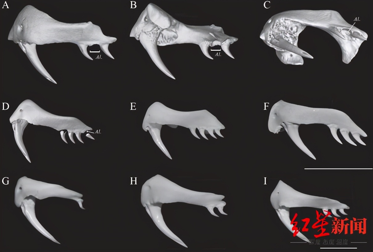 素贞环蛇与银环蛇哪个更毒,素贞环蛇与银环蛇哪种毒性更强