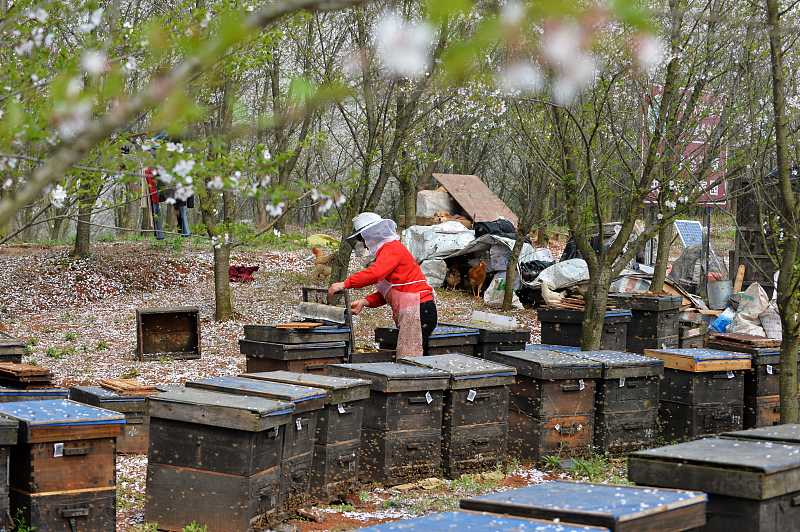 冬季养蜂技术视频大全,天气热怎样养蜂好活