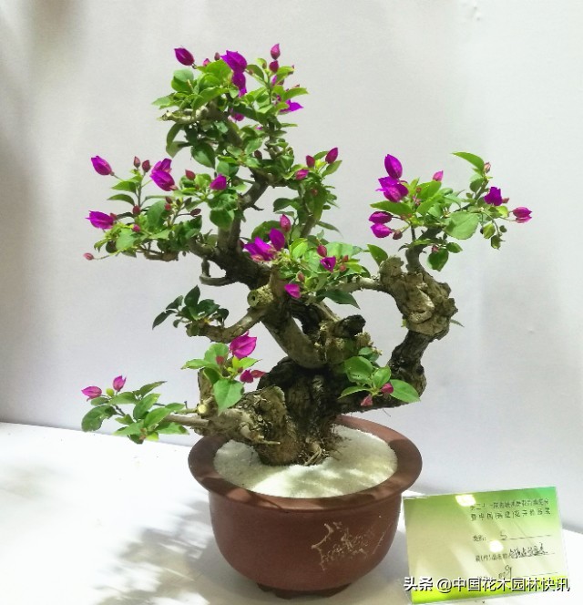 三角梅市场趋势,百年老桩三角梅盆景多少钱一棵