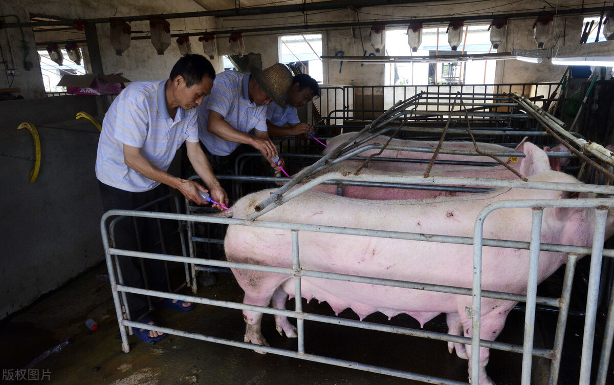 单身女性人工授精生育的先例,人类的人工授精怎么做