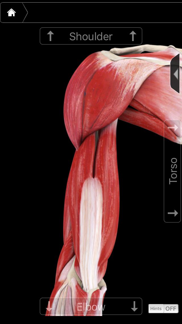 瘦手臂紧致手臂拜拜肉,手臂拜拜肉怎么减瘦手臂