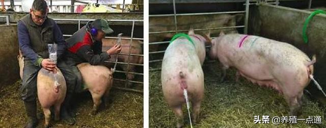 养猪10年的感悟,养猪经验分享视频