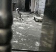 搞笑gif段子又能混饭吃了,搞笑段子gif保证你笑破肚皮