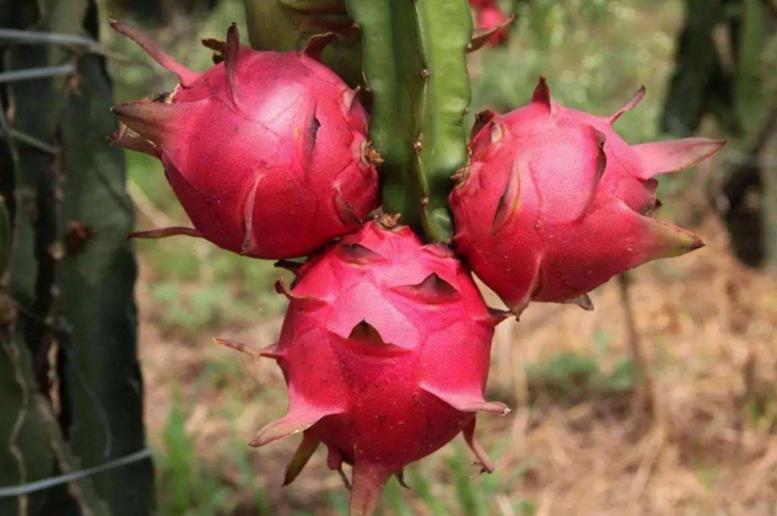 买火龙果要掰刺吗,火龙果怎么买才不会甜