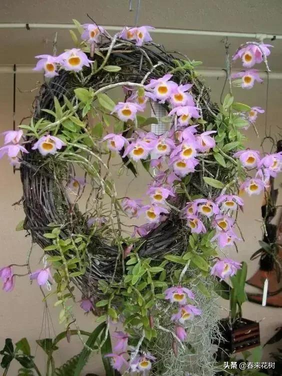 绚烂多彩的神奇植物,一种特别神奇的植物