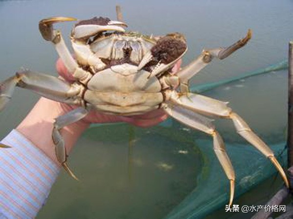 你买的螃蟹都是苦的？别着急骂商家，做好最后一步，味道鲜美升级