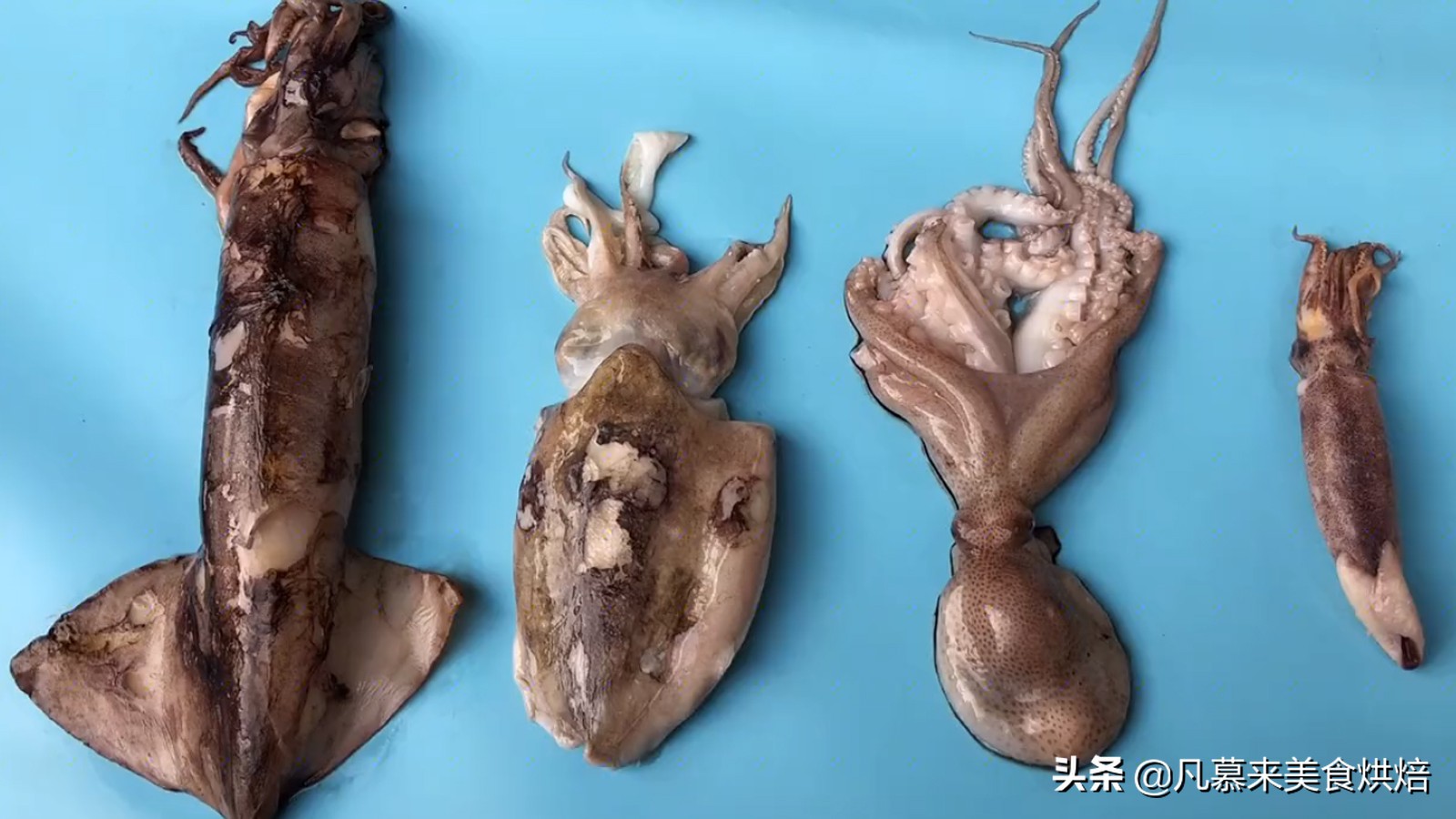 八爪鱼鱿鱼墨鱼海兔哪种好吃,鱿鱼海兔墨鱼八爪鱼区别