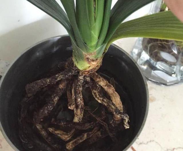 君子兰换盆后多久恢复生长,君子兰如何摆放能使叶片整齐生长