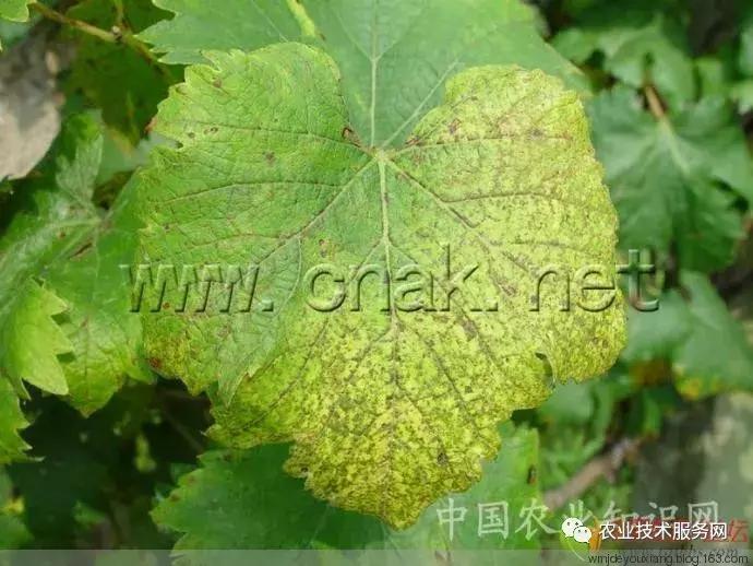 葡萄花前主要病害,葡萄病害图片大全大图