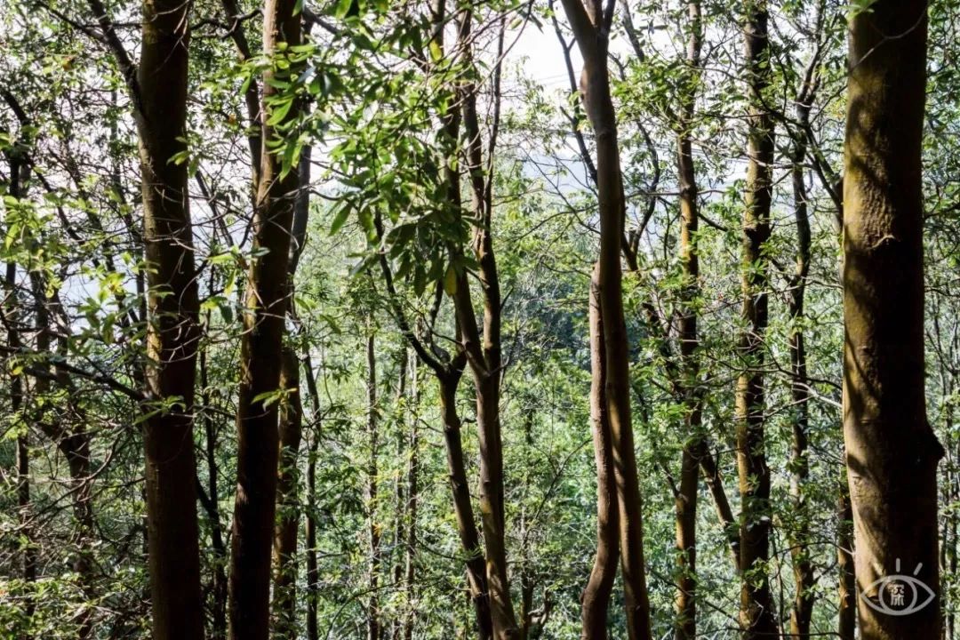 放假在深圳能去哪里玩,放假了可以去深圳的哪些地方玩