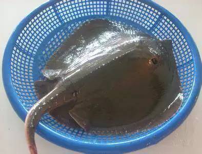 中国海鲜河鲜,市场河鲜海鲜种类大全