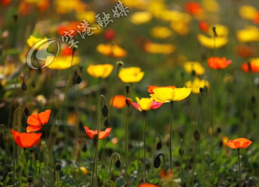 空港花田今天收门票吗,空港花田19.9门票
