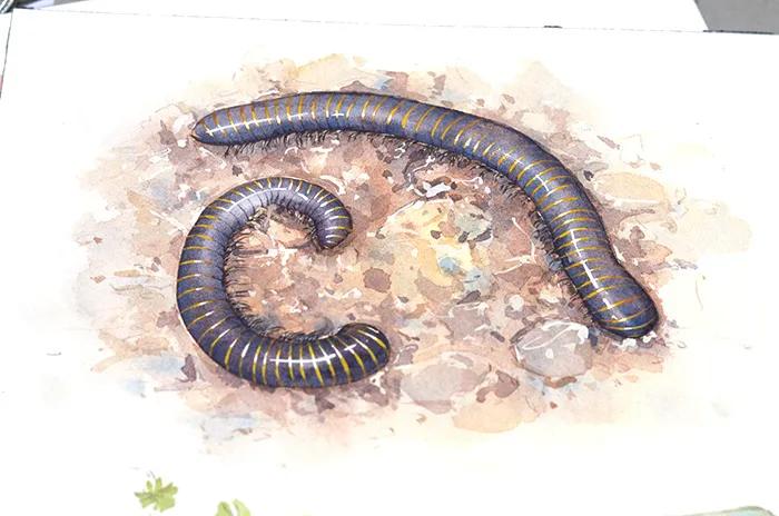 马陆大量出现是什么预兆,家里出现马陆是怎么回事