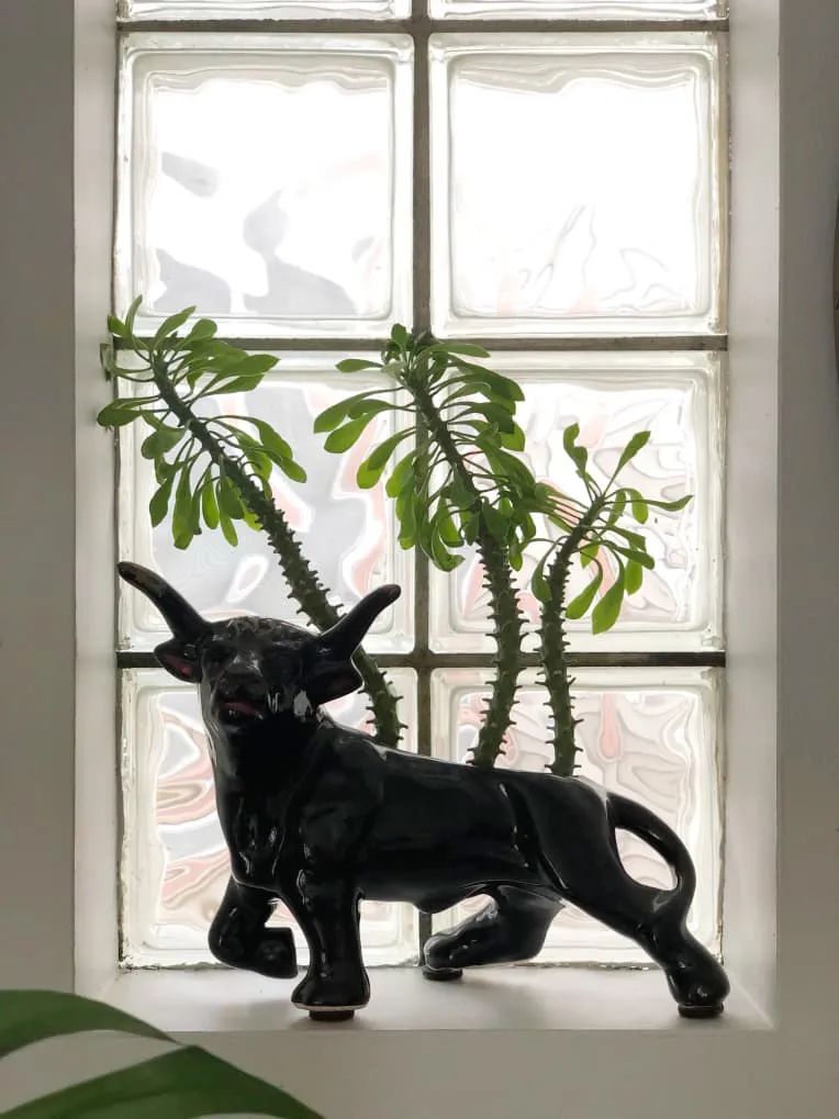 100㎡的家养了99株植物，我醉氧了…