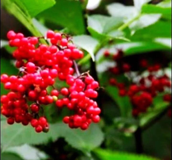 红豆是什么果实,红豆学名相思子