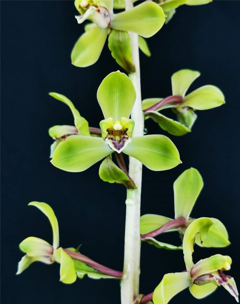 清朝乾隆年间下山的一颗蕙兰,后世称为赤蕙之首,梅瓣之王