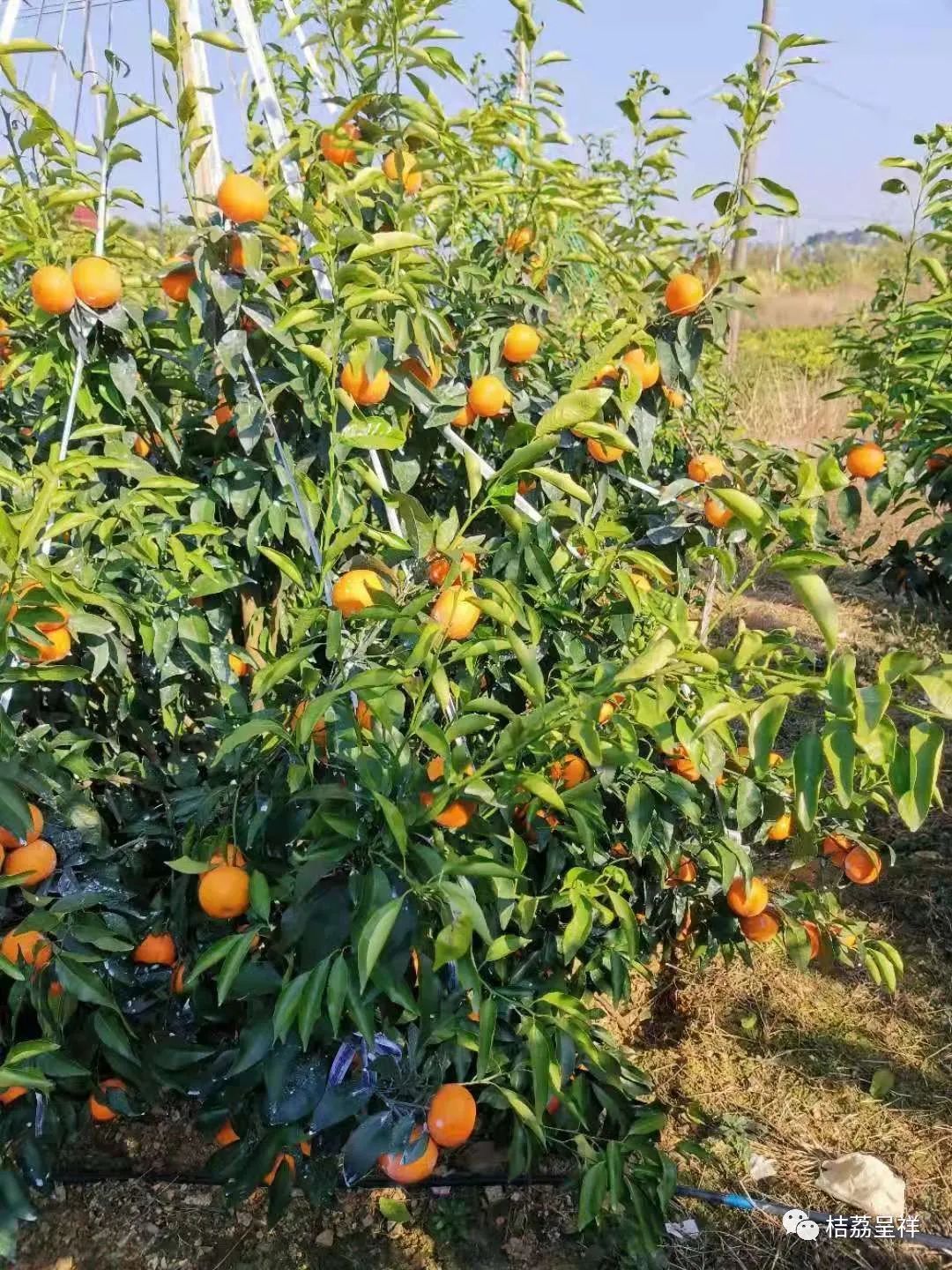本轮寒潮对春耕的影响,什么药防治柑橘沙皮病虫害