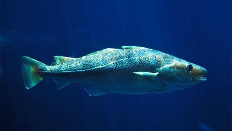 鱼皮提取胶原蛋白肽,鱼皮胶原蛋白肽