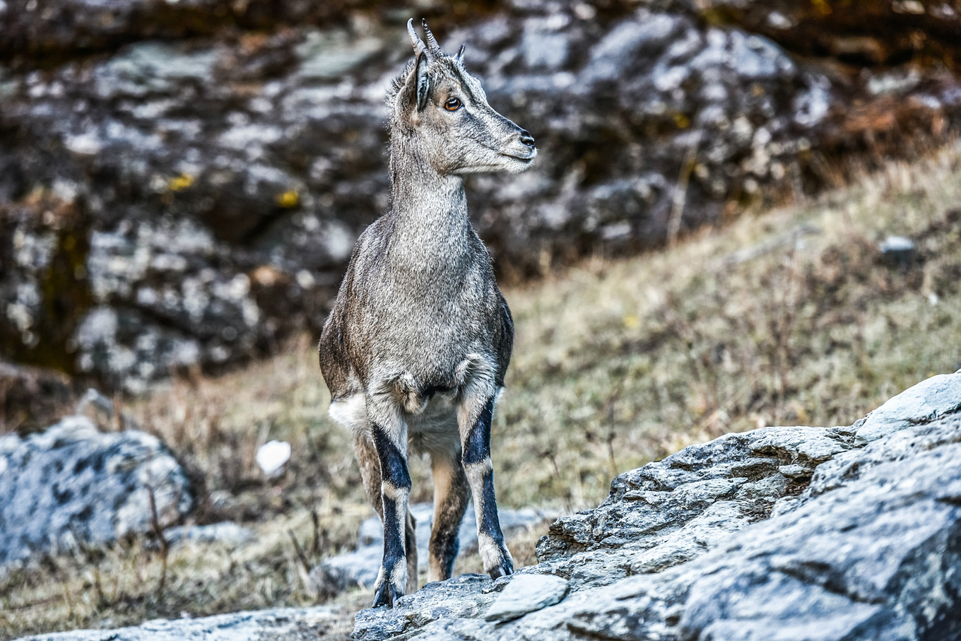 四川甘孜的亚丁稻城,四川稻城亚丁蓝色星球上的净土