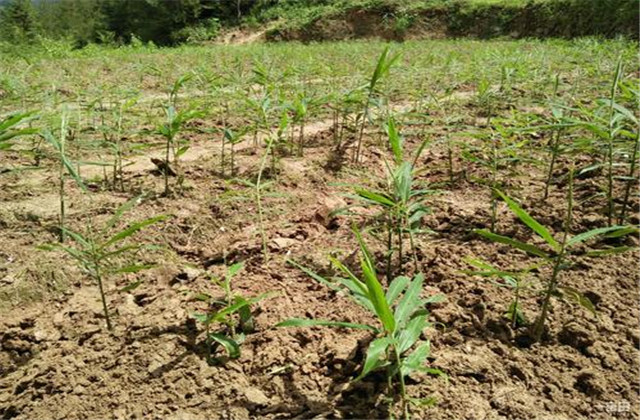 生姜最新栽培方法和技术要点,生姜栽培技术