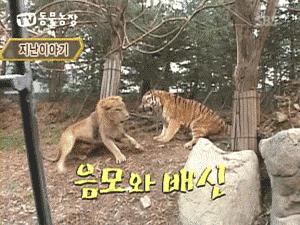 东北虎下山进村伤人老虎被鹅咬,东北虎下山进村伤人最后怎么样了