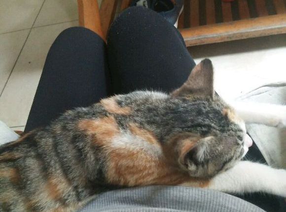 给猫咪按摩的重要性,给猫按摩对猫有好处吗