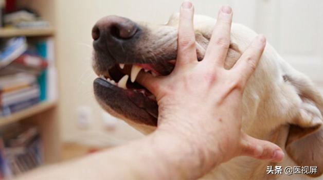 养宠物的人注意了，猫狗咬伤的正确处理姿势！